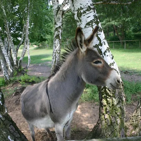 Kur-& Borstel - Treff Dabel