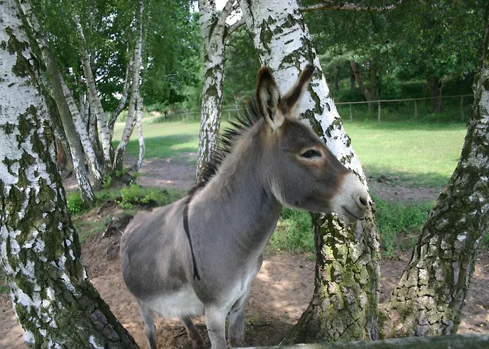 Kur-& Borstel - Treff Dabel